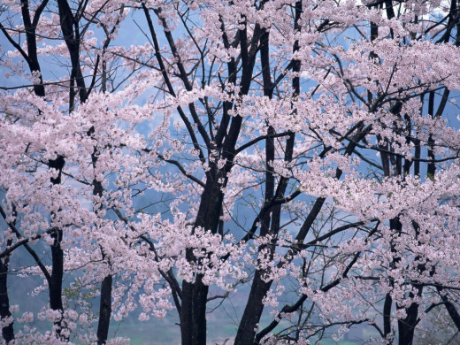 42460 (a): :1600x1200